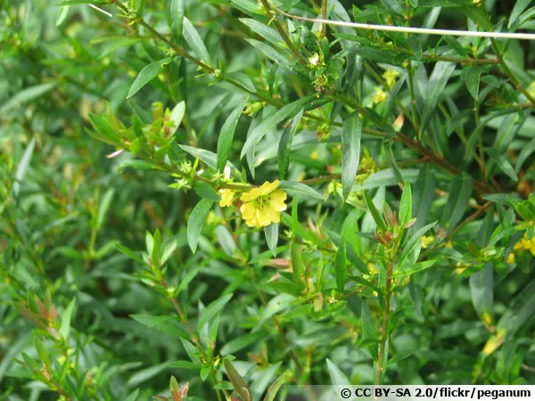Sinicuichi, Heimia à feuilles de saule, Sini, Heimia salicifolia