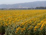 Un champ de Tournesol, Helianthus annuus Un champ de Tournesol, Helianthus annuus