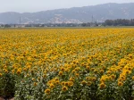 Un champ de Tournesol, Helianthus annuus