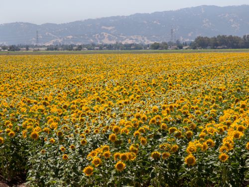 Comment récolter les graines de tournesols 🌻 ? 