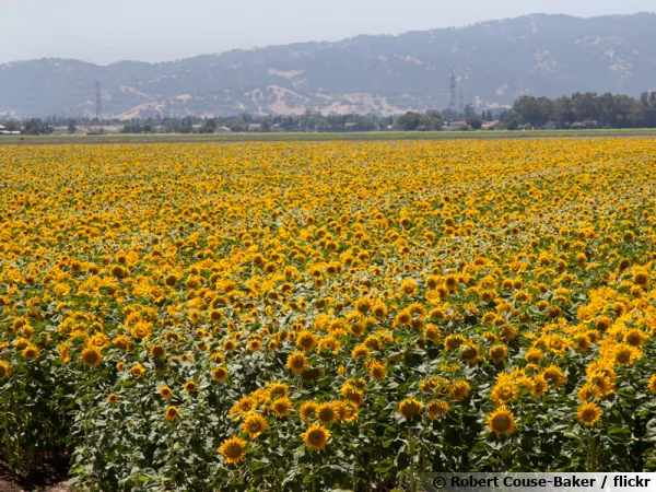 Un champ de Tournesol, Helianthus annuus