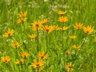 Hlianthus scrofuleux, hlianthis, Salsifis d'Amrique, Helianthus strumosus