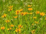 Hélianthus scrofuleux, hélianthis, Salsifis d'Amérique, Helianthus strumosus