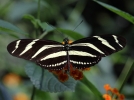 Photographier dans une serre  papillons