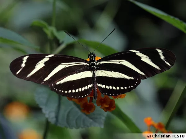 Heliconius charitonius