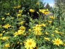 Hliopsis, Faux-tournesol, Fausse hlianthe, Heliopsis helianthoides