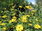 Hliopsis, Faux-tournesol, Fausse hlianthe, Heliopsis helianthoides