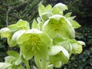 Hellbore de Corse, Helleborus argutifolius