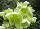 Hell�bore de Corse, Helleborus argutifolius