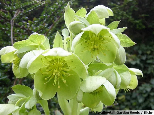 Hellébore de Corse, Helleborus argutifolius