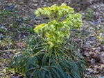 Hell�bore f�tide, Ell�bore, Helleborus foetidus
