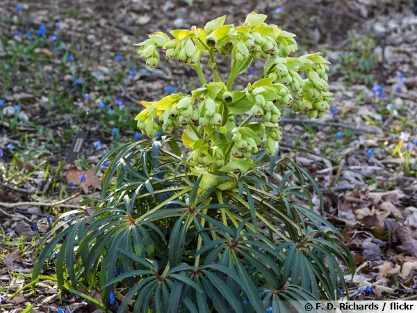 Hellébore fétide, Ellébore, Helleborus foetidus