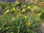 Hemerocalle citrine, Hemerocallis citrina Hemerocalle citrine, Hemerocallis citrina
