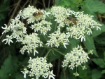 Berce commune, Berce spondyle, Patte d'ours, Panais sauvage, Heracleum sphondylium