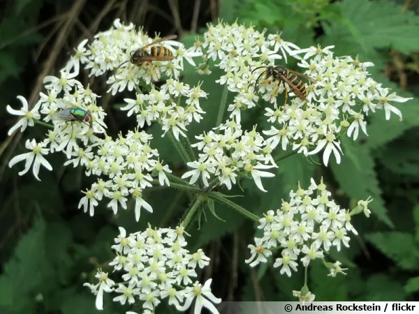 Berce commune, Berce spondyle, Patte d'ours, Panais sauvage, Heracleum sphondylium