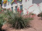 Yucca rouge, Yucca corail, Faux-yucca, Hesperaloe parviflora