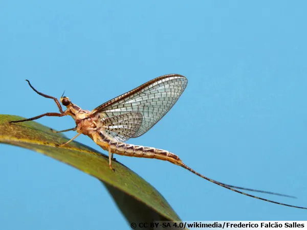 Imago (Adulto) do gnero Hexagenia, famlia Ephemeridae.