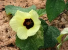 Hibiscus jaune citron, Hibiscus calyphyllus