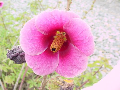 moucherons dans Hibiscus - autres plantes - Forums Orchidees.fr