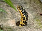 Couleuvre verte et jaune, Hierophis viridiflavus