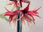 Hippeastrum cybister