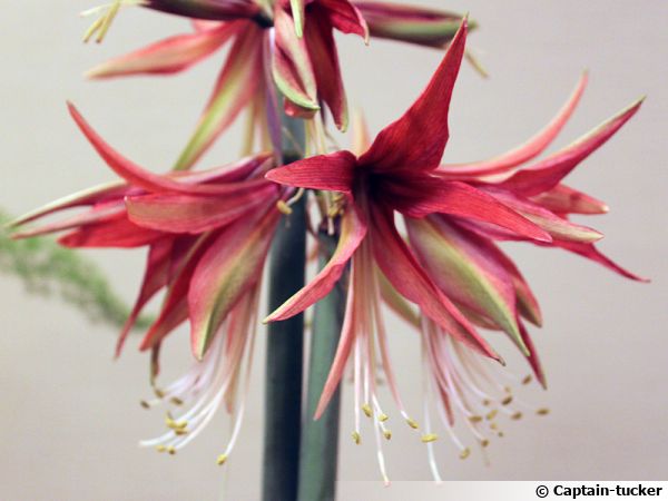 Amaryllis Cybister Hippeastrum Cybister Planter Cultiver Multiplier