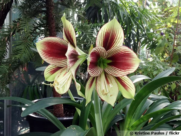 Amaryllis papillon, Hippeastrum papilio