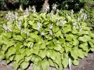 Hosta  feuilles de plantain, Lis d'aot, Hosta plantaginae