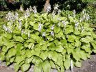 Hosta à feuilles de plantain, Lis d'août, Hosta plantaginae