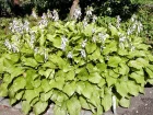 Hosta  feuilles de plantain, Lis d'aot, Hosta plantaginae