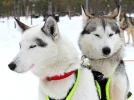 Le Husky de Sib�rie, un chien venu du grand Nord