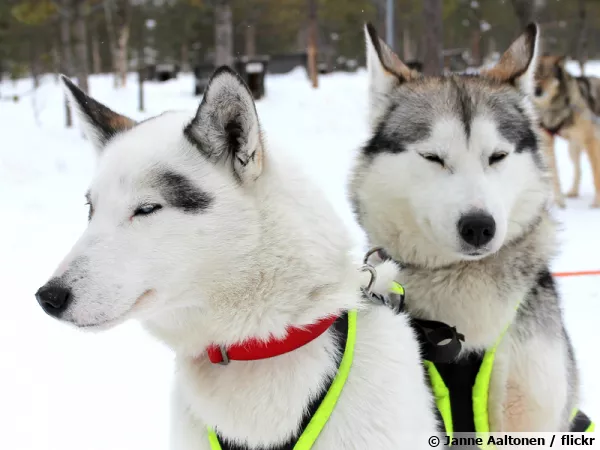 Le Husky de Sibérie, un chien d'attelage
