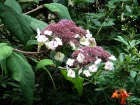 Hydranga velu, Hydrangea sargentiana