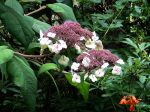 Hydrangéa velu, Hydrangea sargentiana Hydrangéa velu, Hydrangea sargentiana