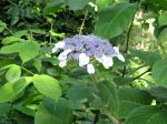 Hortensia velu, Hydrangéa velu, Hydrangea villosa Hortensia velu, Hydrangéa velu, Hydrangea villosa