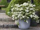 Hortensia guirlande blanc, Hortensia guirlande de la marie, Hydrangea 'Runaway Bride'