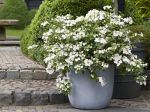 Hortensia guirlande blanc, Hortensia guirlande de la mariée, Hydrangea 'Runaway Bride'®