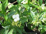 Hydrangea japonais  petites feuilles, Hydrangea scandens