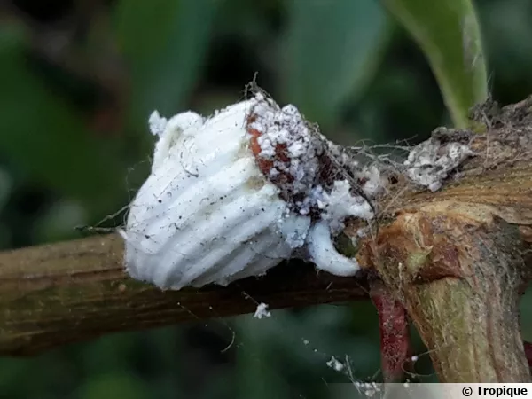 Icerya purchasi, la cochenille australienne