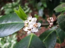 Houx de Highclere, Ilex x altaclerensis