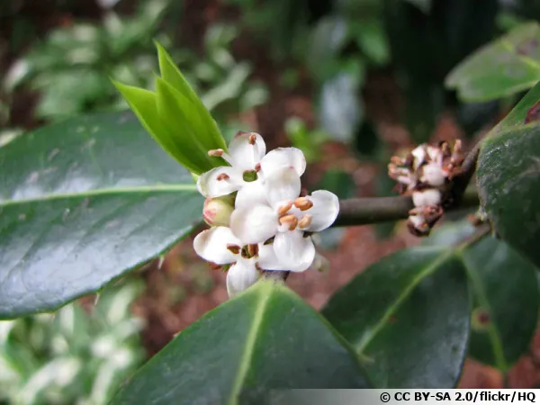 Houx de Highclere, Ilex x altaclerensis