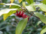 Badiane de Floride, Illicium floridanum