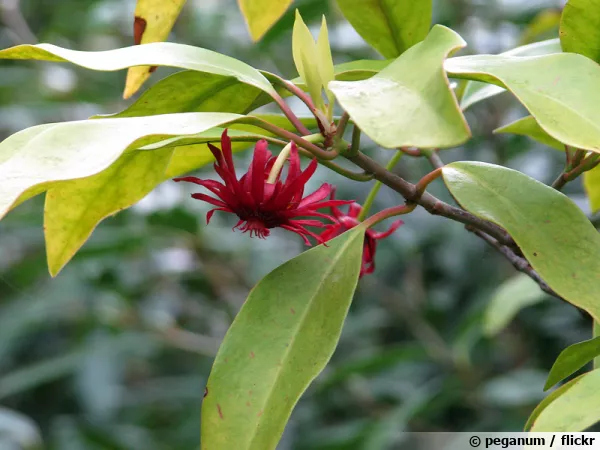 Badiane de Floride, Illicium floridanum