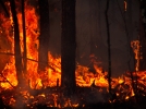 Les incendies, un bienfait pour les plantes pyrophytes