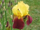 Iris bicolore jaune et rouge