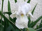 Iris blanc