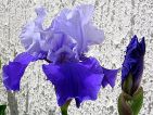 Iris des jardins bleu bi-tons