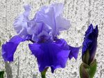 Iris deux tons bleu