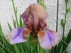 Iris germanica 'Burnt Toffee'