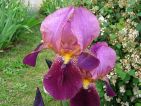 Iris carmin bi-tons